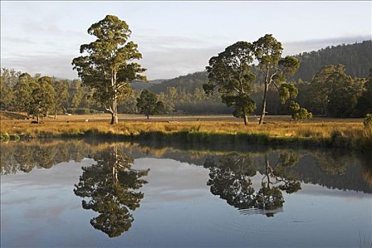 湖,靠近,北方,塔斯马尼亚,澳大利亚