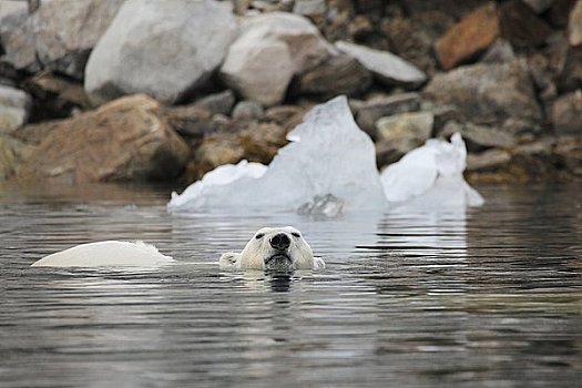 北极熊,游泳,水中,斯匹次卑尔根岛,挪威,欧洲