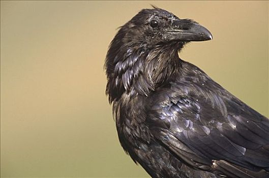大乌鸦,渡鸦,栖息,德纳利国家公园和自然保护区,阿拉斯加