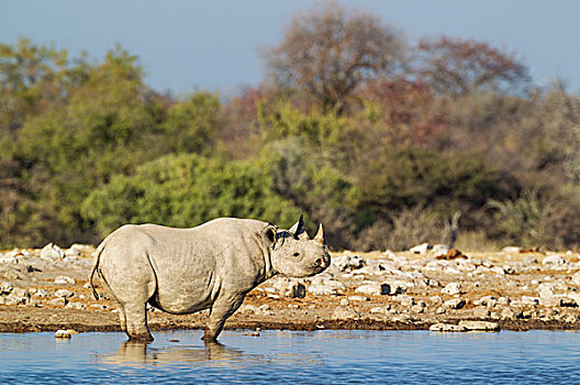 黑犀牛,犀牛,雄性,水潭,埃托沙国家公园,纳米比亚,非洲