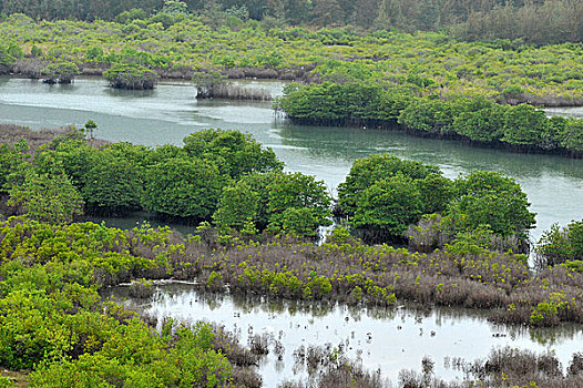海南三亚亚龙湾红树林保护区