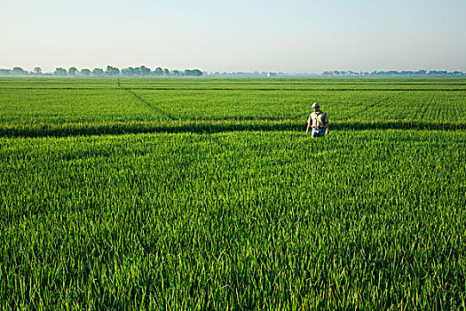 农业,农民,走,地点,检查,生长,稻米,作物,早,头部,排列,阿肯色州,美国