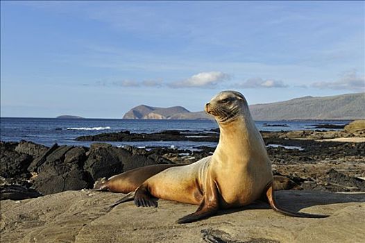 湾,海狮,加拉帕戈斯海狮,正面,圣地亚哥,岛屿,加拉帕戈斯群岛,厄瓜多尔,南美