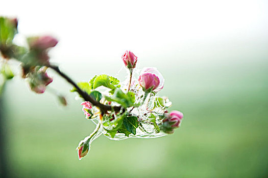 蜘蛛网,小水滴,花,苹果,细枝