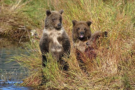 棕熊,三个,幼兽,等待,熊,布鲁克斯河,国家公园,阿拉斯加,美国