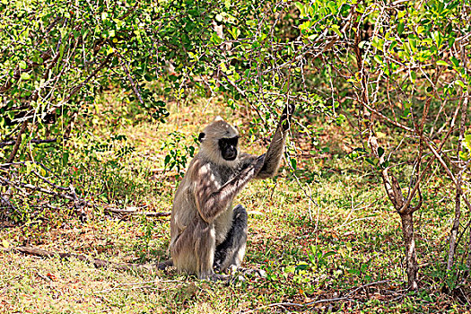灰色,叶猴,成年,雄性,坐,树,国家公园,斯里兰卡,亚洲