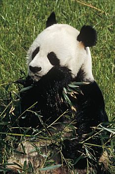 大熊猫,亚洲