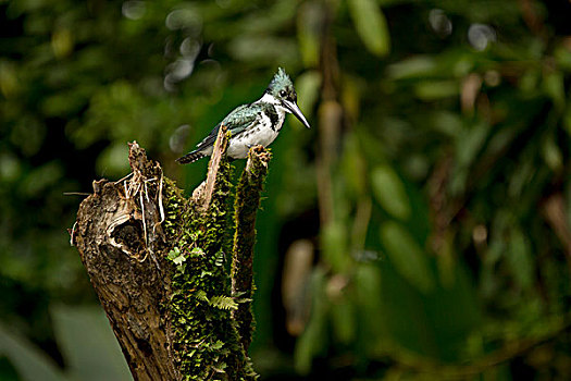 绿色,翠鸟,旁侧,河,哥斯达黎加