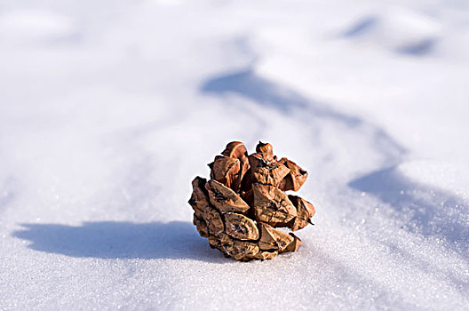 中国冬季白色的雪覆盖着的树林