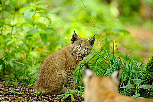 欧亚猞猁属,猞猁,幼兽,树林,黑森州,德国