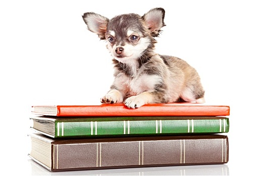狗,书本,吉娃娃,小狗