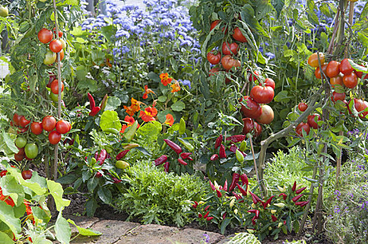 蔬菜,西红柿,番茄,辣椒,餐食,红辣椒