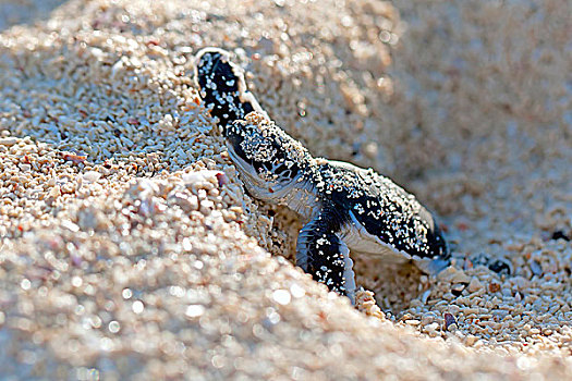 绿海龟,孵化动物