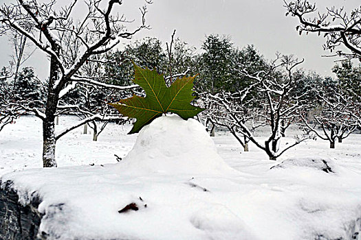 雪后小景