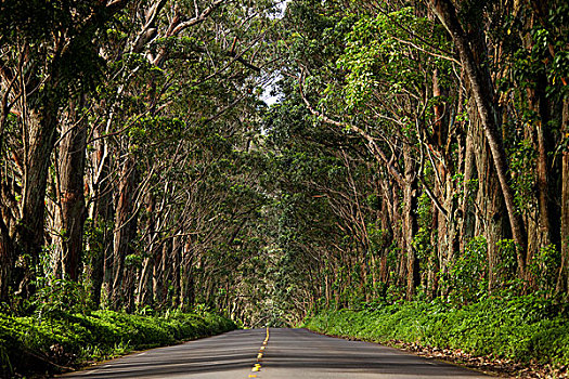 隧道,树,考艾岛,夏威夷,美国