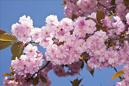 春蕾,樱花,石荷州,德国,欧洲