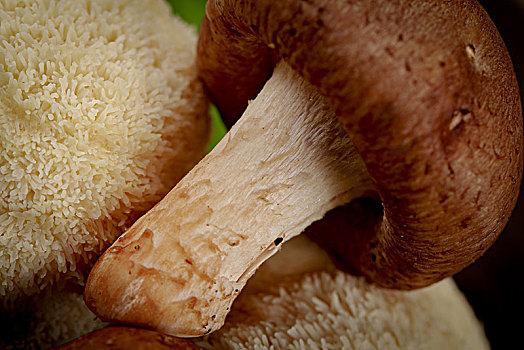 菌菇食品摄影