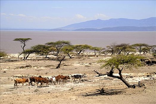 干燥,大草原,湖,埃塞俄比亚