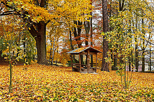 秋天,公园,黄叶,地上