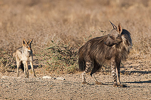 褐色,鬣狗,黑背狐狼,卡拉哈迪大羚羊国家公园,北开普,省,南非,非洲