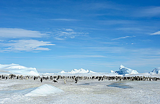 南极,威德尔海,雪丘岛,帝企鹅,迅速,冰