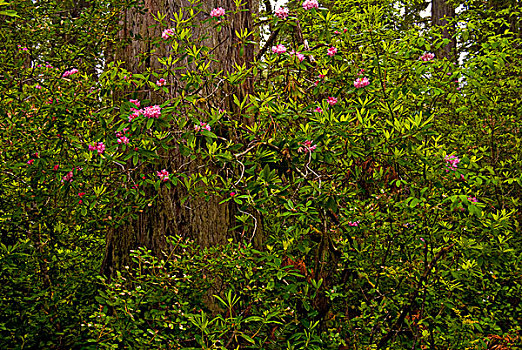 杜鹃属植物,盛开,北美红杉,树,红杉国家公园,加利福尼亚,美国