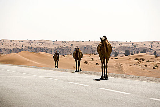 骆驼,穿过,沙漠公路