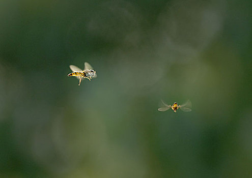 蚜蝇