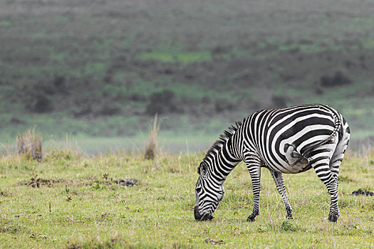 斑马,国家公园,非洲,肯尼亚