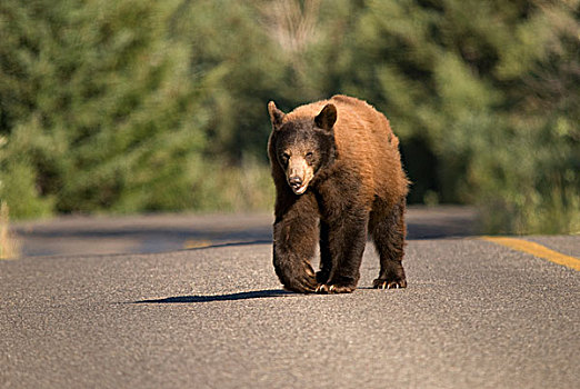 熊,穿过,道路,瓦特顿湖国家公园,艾伯塔省,加拿大
