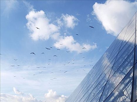 玻璃幕墙,鸟,空中,法国,欧洲