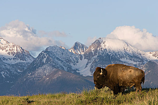 美洲野牛,野牛,公牛,站立,山,蒙大拿