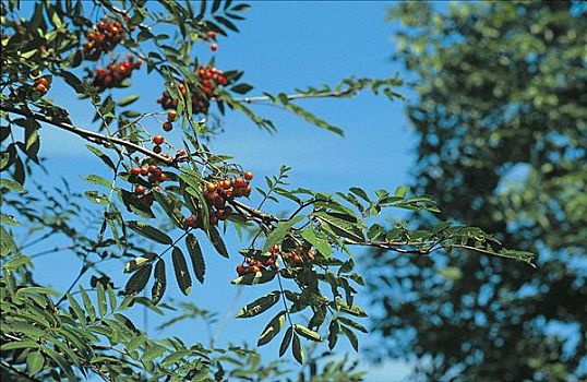 花楸,欧洲花楸,树,欧州花椒,枝条,水果,浆果