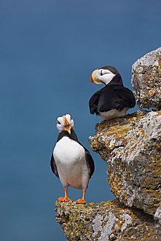 有角,角嘴海雀,一对,栖息,岩石上,石台,蓝色,白令海,背景,圣保罗,岛屿,普里比洛夫群岛,西南方,阿拉斯加