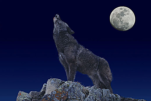 欧洲,狼,成年,叫喊,月亮
