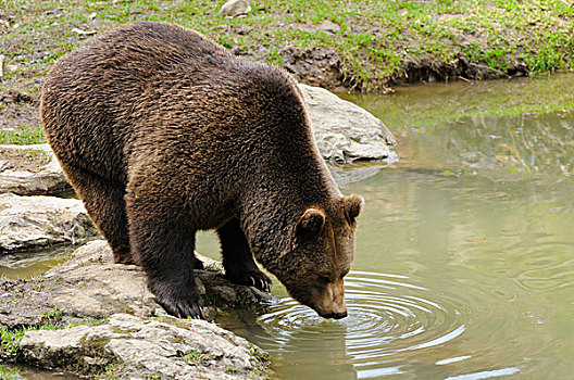 棕熊,水边,巴伐利亚森林国家公园,德国