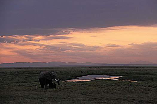 肯尼亚非洲象-夕阳下的母子