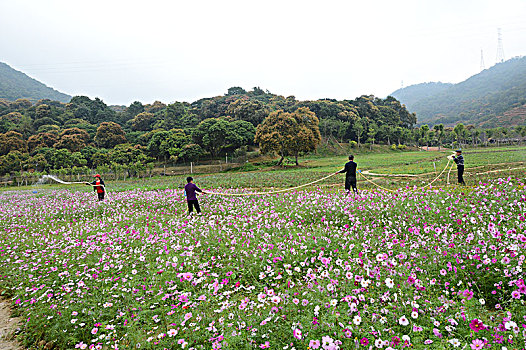 浇花的园丁