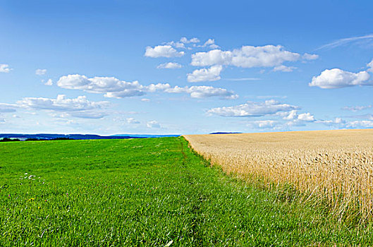 夏天,风景,大麦,地点,靠近,纽伦堡,巴伐利亚,德国,欧洲