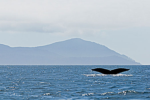 驼背鲸,大翅鲸属,鲸鱼,声音,国家公园,不列颠哥伦比亚省,加拿大