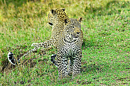 母兽,豹,幼兽,肯尼亚,东非