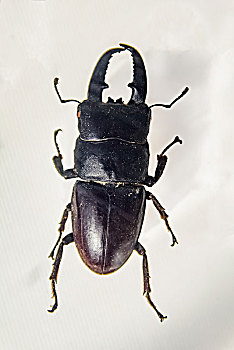 墨西哥鹿角黑锹甲虫
