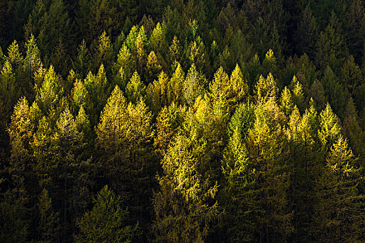 秋天,落叶松属植物,树林,山谷,提洛尔,奥地利,欧洲