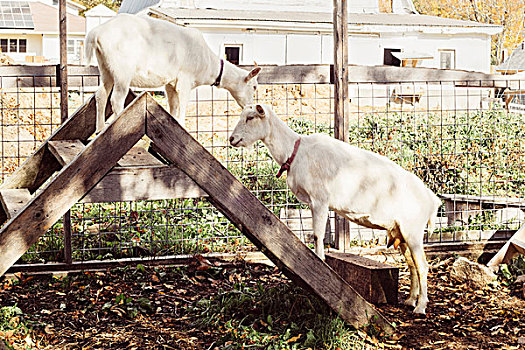 两个,山羊,梯凳,农场