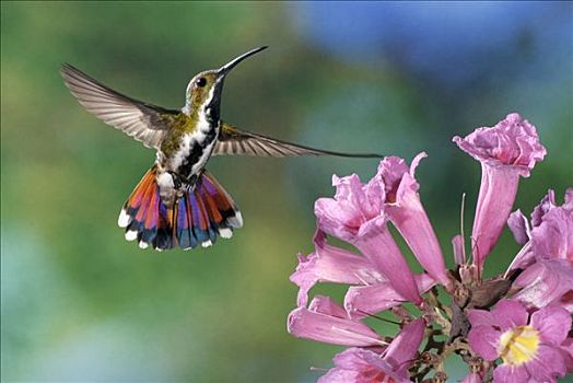 蜂鸟,女性,花,树,哥斯达黎加