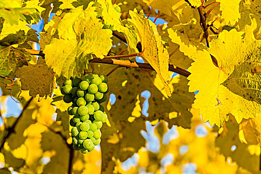白葡萄,黄色,彩色,葡萄酒,叶子,秋天,巴伐利亚,德国,欧洲