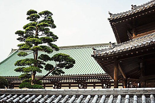仰视,树,屋顶,传统,日本,塔