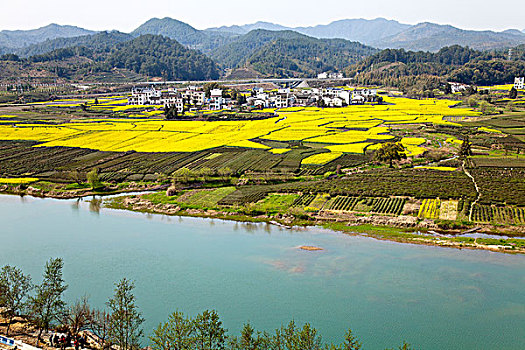 江西婺源,月亮湾,油菜花,徽派建筑,民居