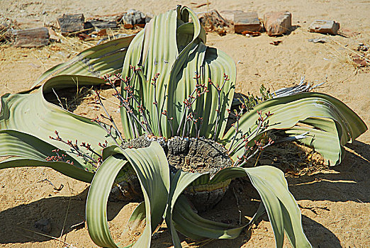 植物,热,干燥,纳米布沙漠,安哥拉,纳米比亚