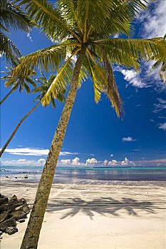 棕榈树,海滩,萨摩亚群岛